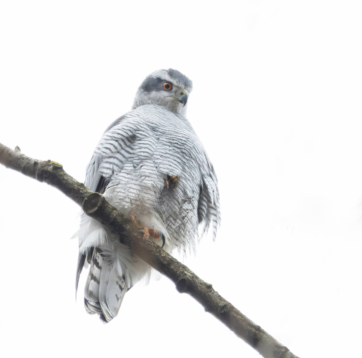 , Жгилёв Сергей