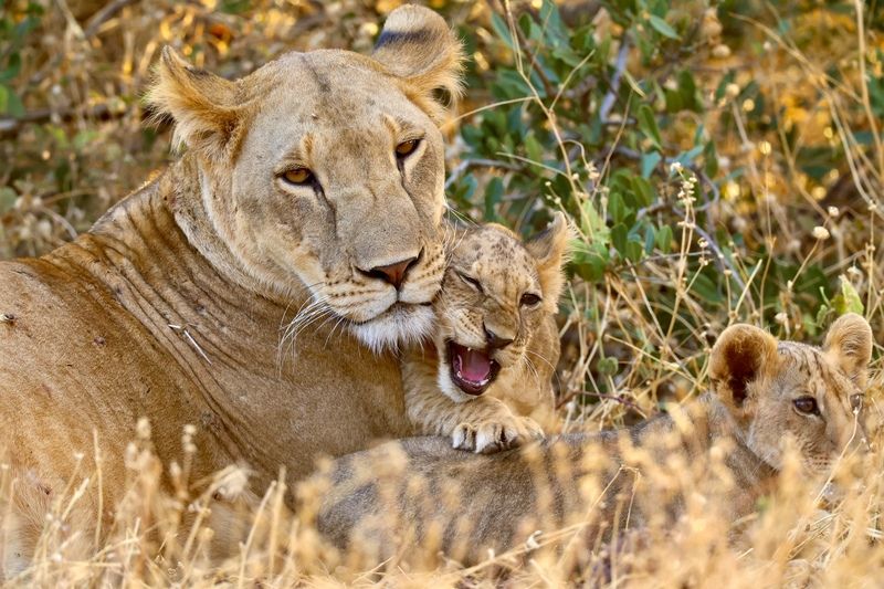 фото превью