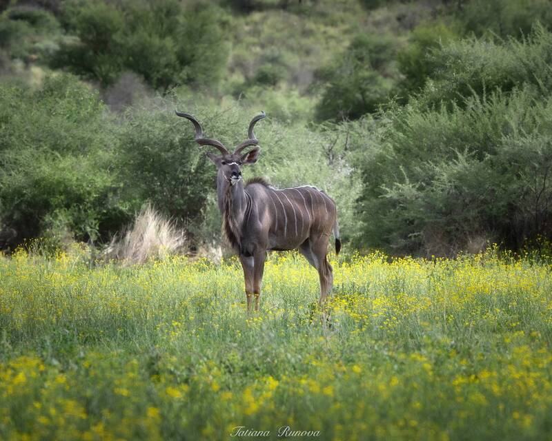 Антилопы Куду фото превью