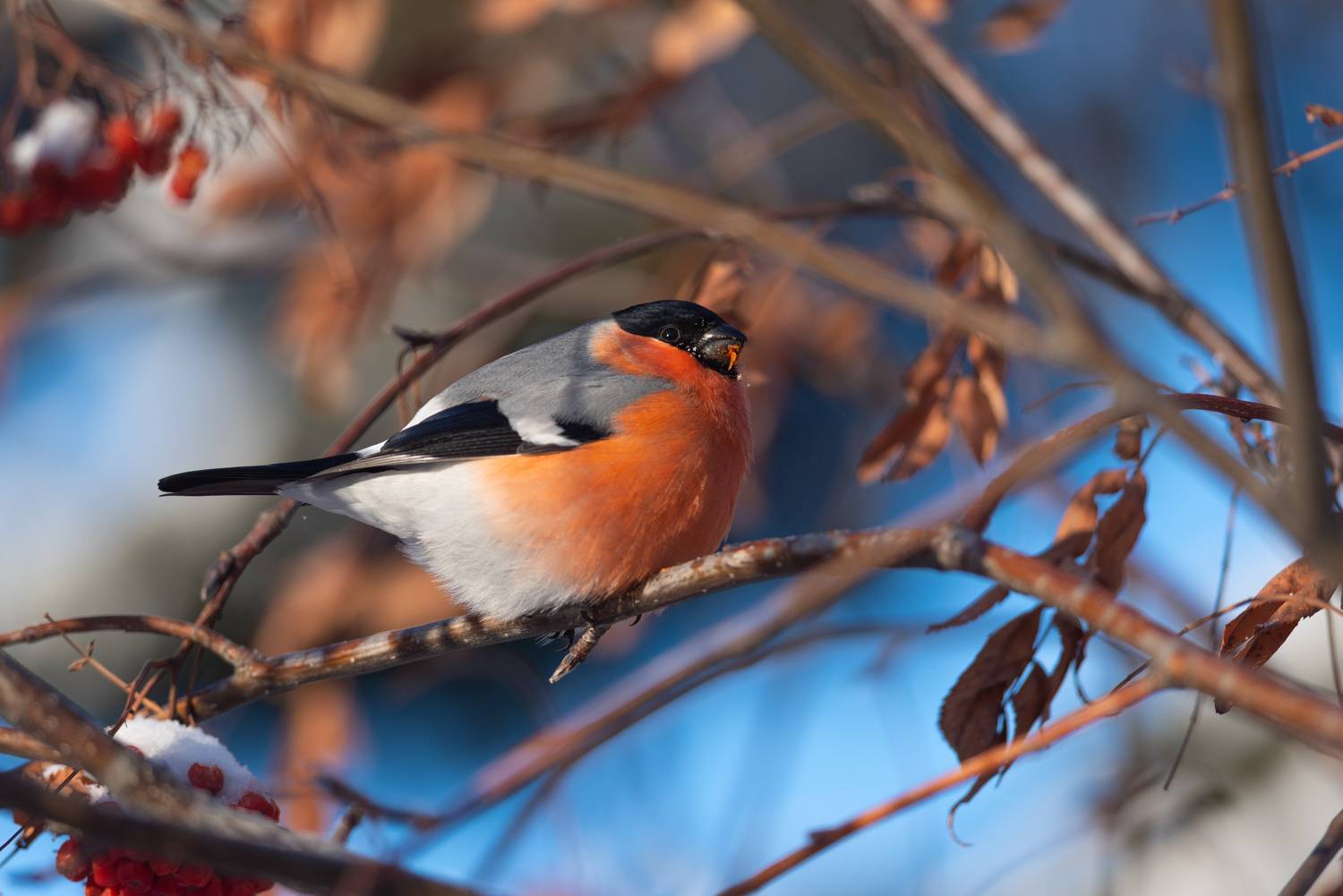 снегирь, снегири, птица, птицы, новосибирск, лес, бор, зима, январь, солнце, Воронов Денис