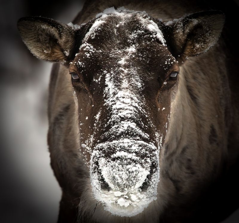 Портрет северного лесного оленя.  фото превью