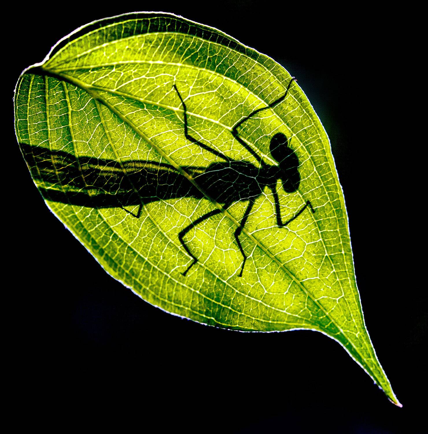 , Владимир Сковородников