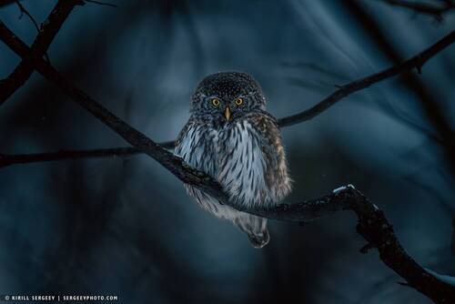 Воробьиный сыч | Pygmy owl