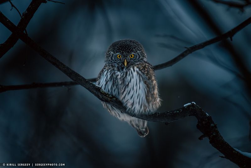 Воробьиный сыч | Pygmy owl фото превью