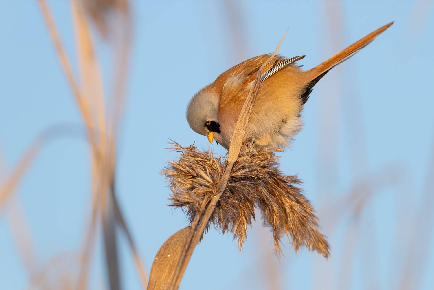 усатая синица, синица, птицы, Ruslan Pl