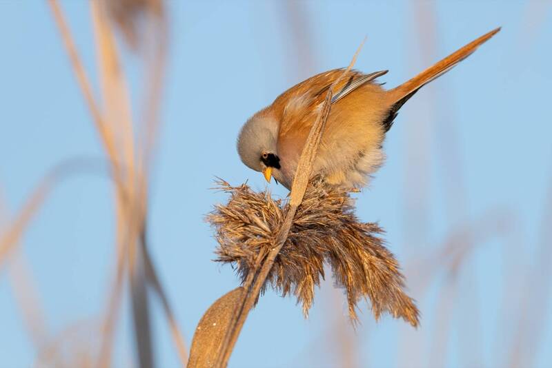 усатая синица, синица, птицы  фото превью