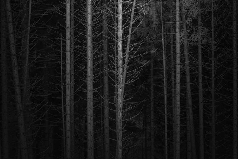 Foreverdark Woods фото превью