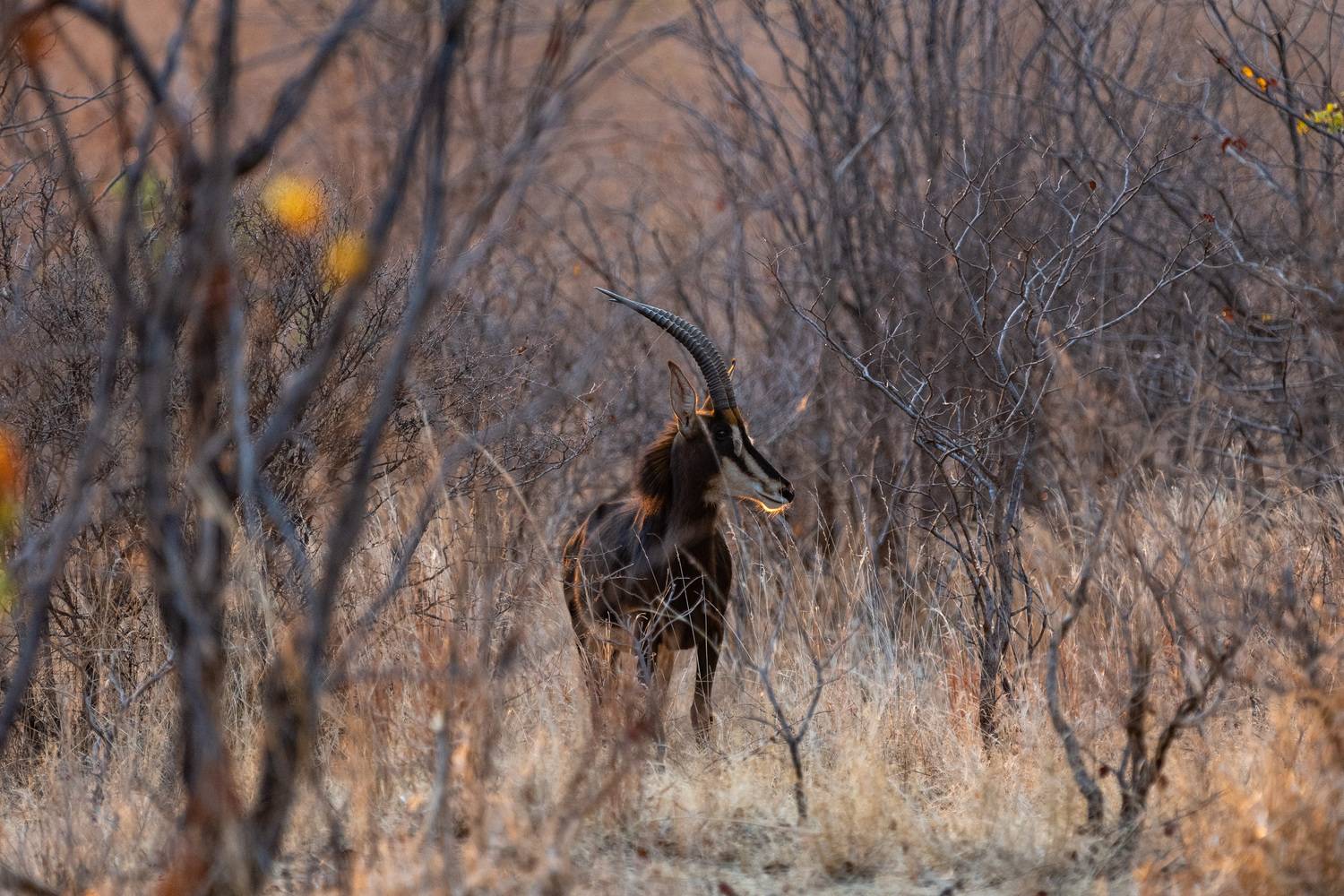 , Николаев Дмитрий