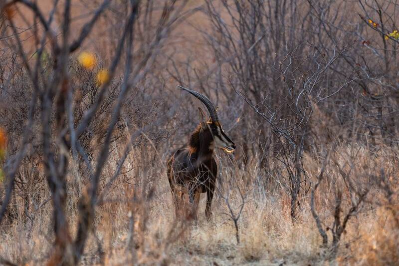 Антилопа. фото превью