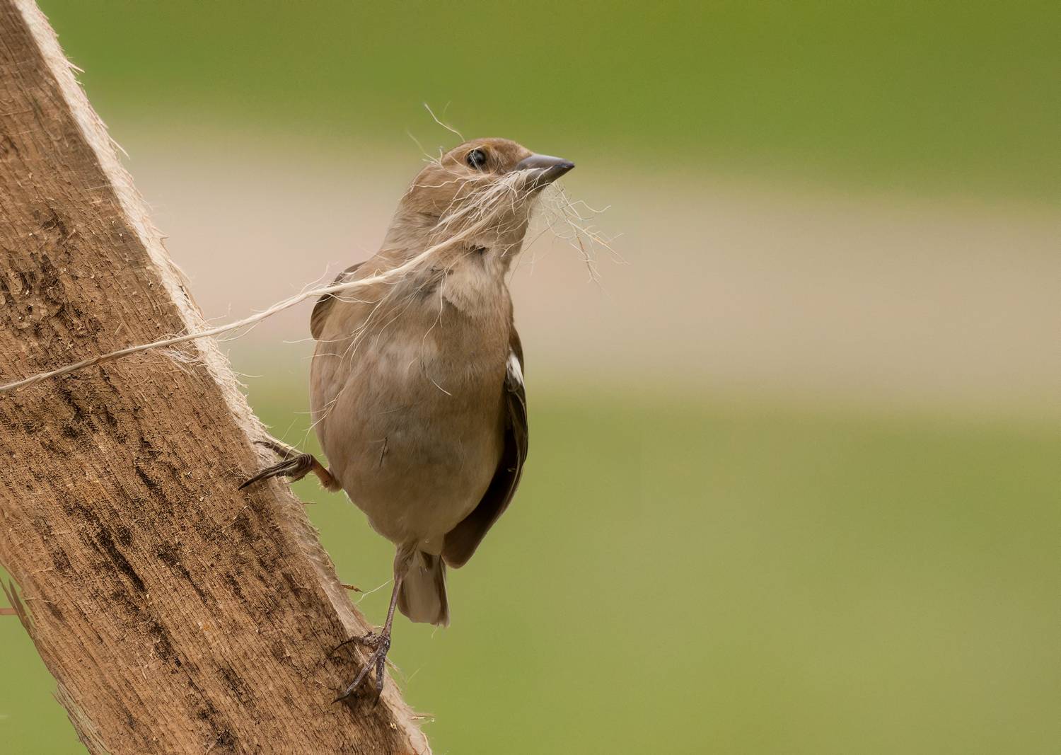 , Олег Тыркин