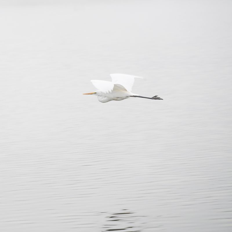 Crane фото превью