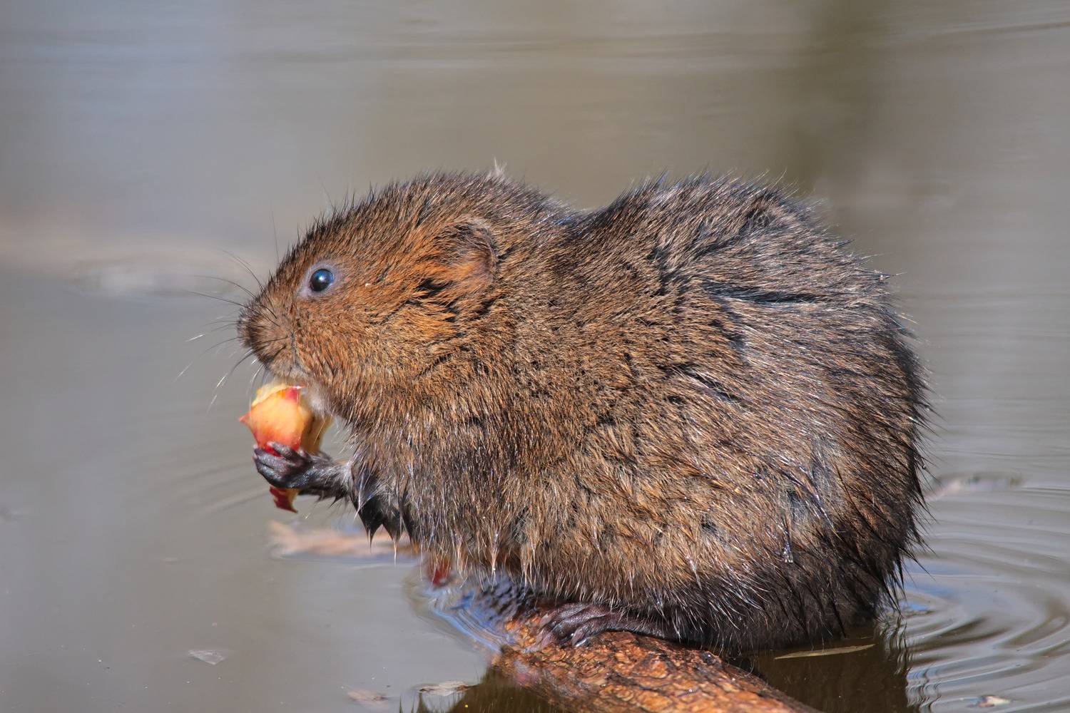 водяная полевка, arvicola amphibius,, sergey izoya