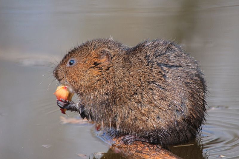 водяная полевка, arvicola amphibius, Водяная полевка фото превью