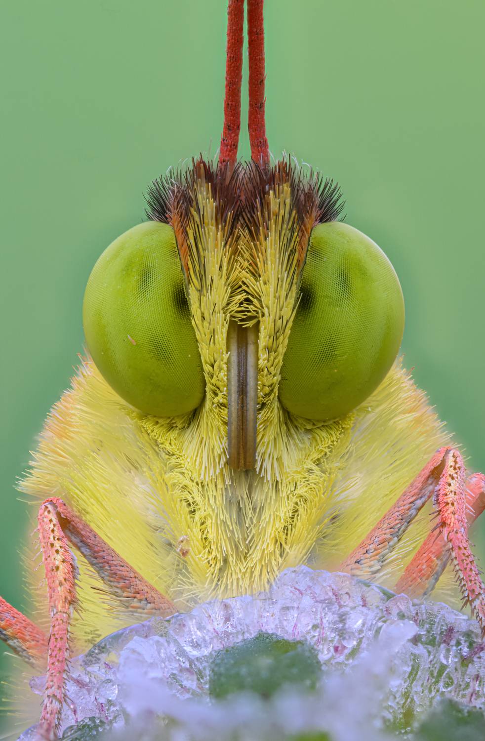 macrophotography, Camilla Zocchi