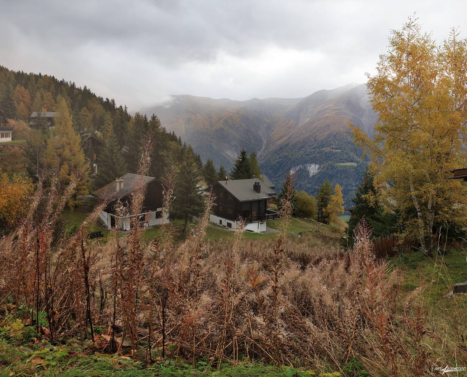 swiss, Матвеев Николай