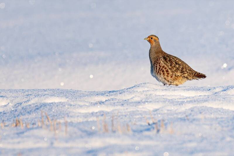Серая куропатка фото превью