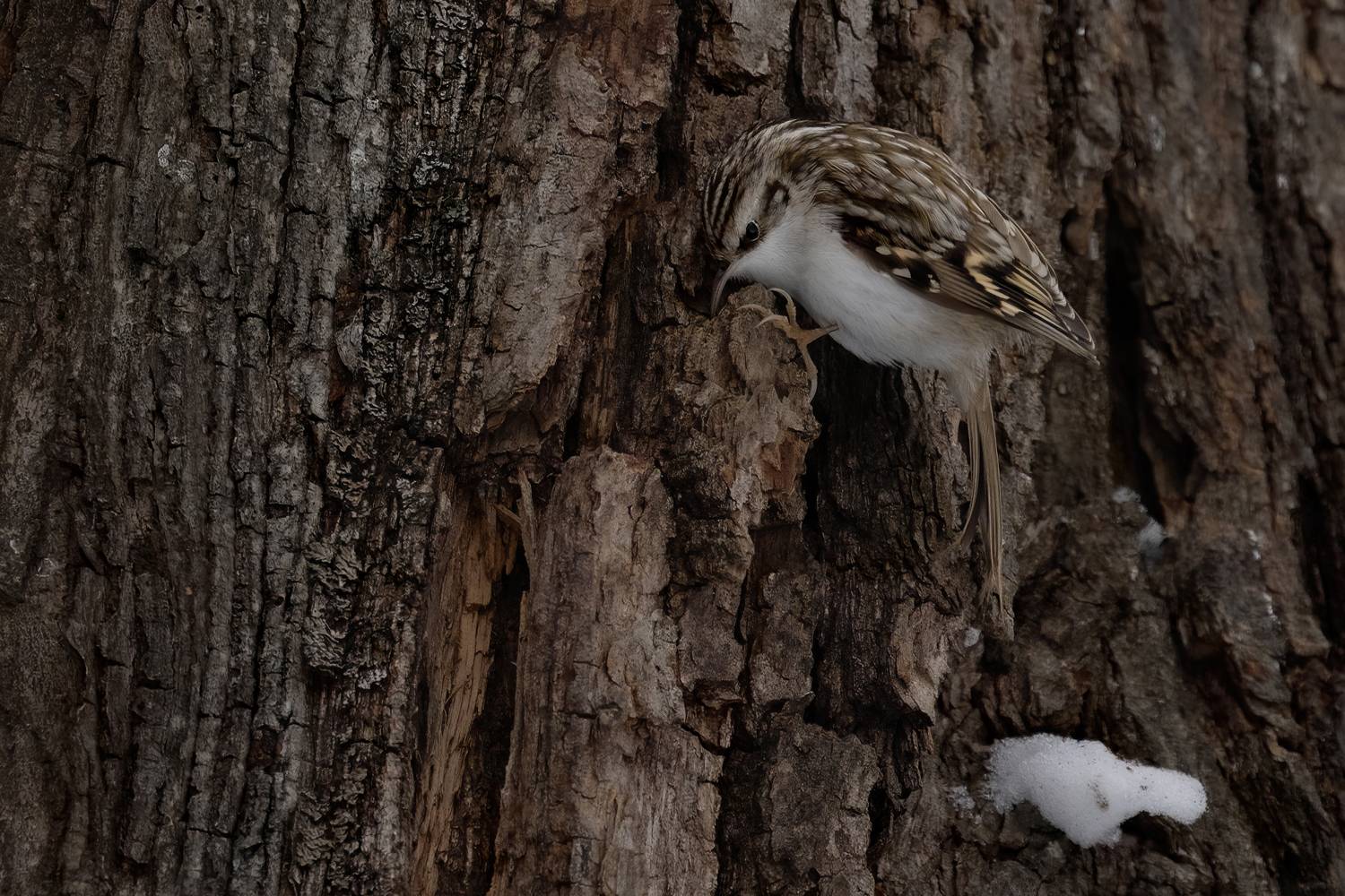 , Марат Кучкаев