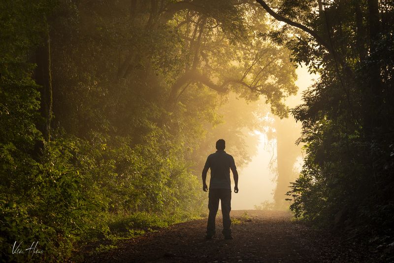 Fog in woods фото превью