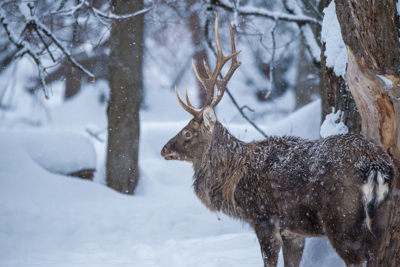 олень, deer, лес, снег, снежинки, forest, snow Самец пятнистого оленя в чаще фото превью