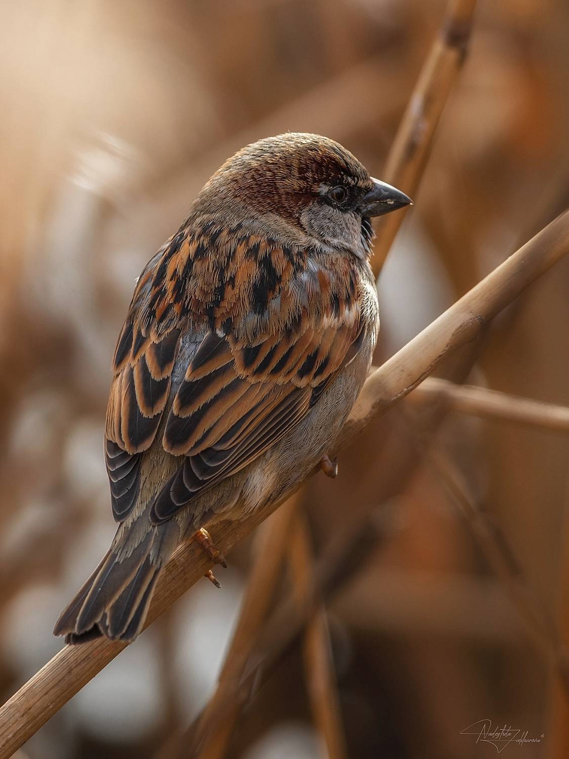 наблюдения за птицами, воробьи, воробей, воробей домовой, птицы, портреты птиц, эмоции, зима, январь2026, Nadezhda Zakharova