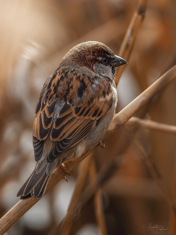 Маскировка фото превью
