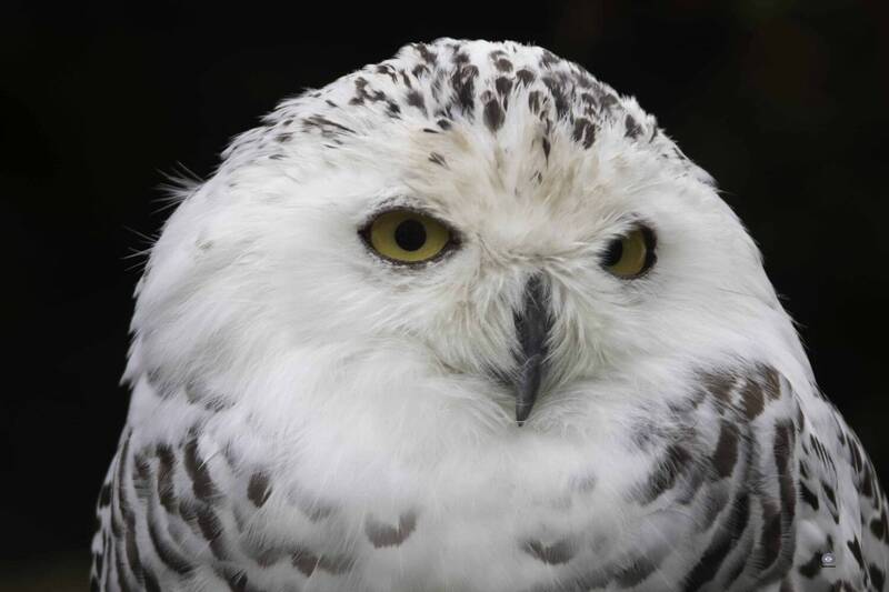 Snowy owl фото превью