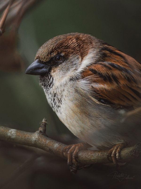 Парнишка:) фото превью