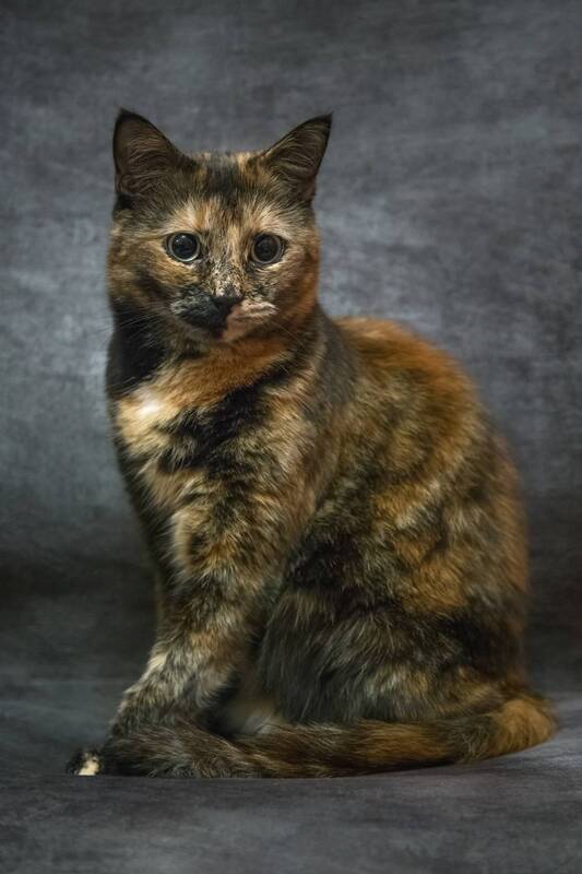 Лиза. фото превью