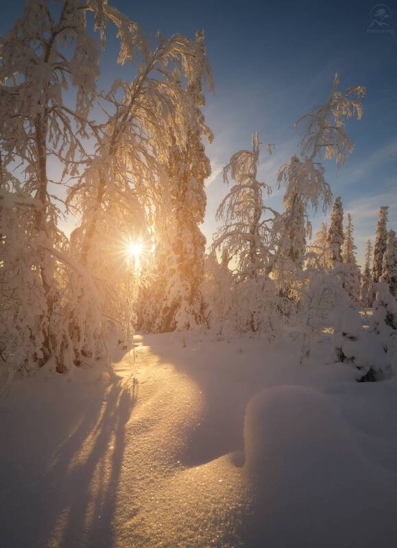 кольский, зима, фототур на кольский, мурманская область, лес, зимний кольский, заполярье, хибины СОЛНЕЧНЫЙ ЛЕС фото превью