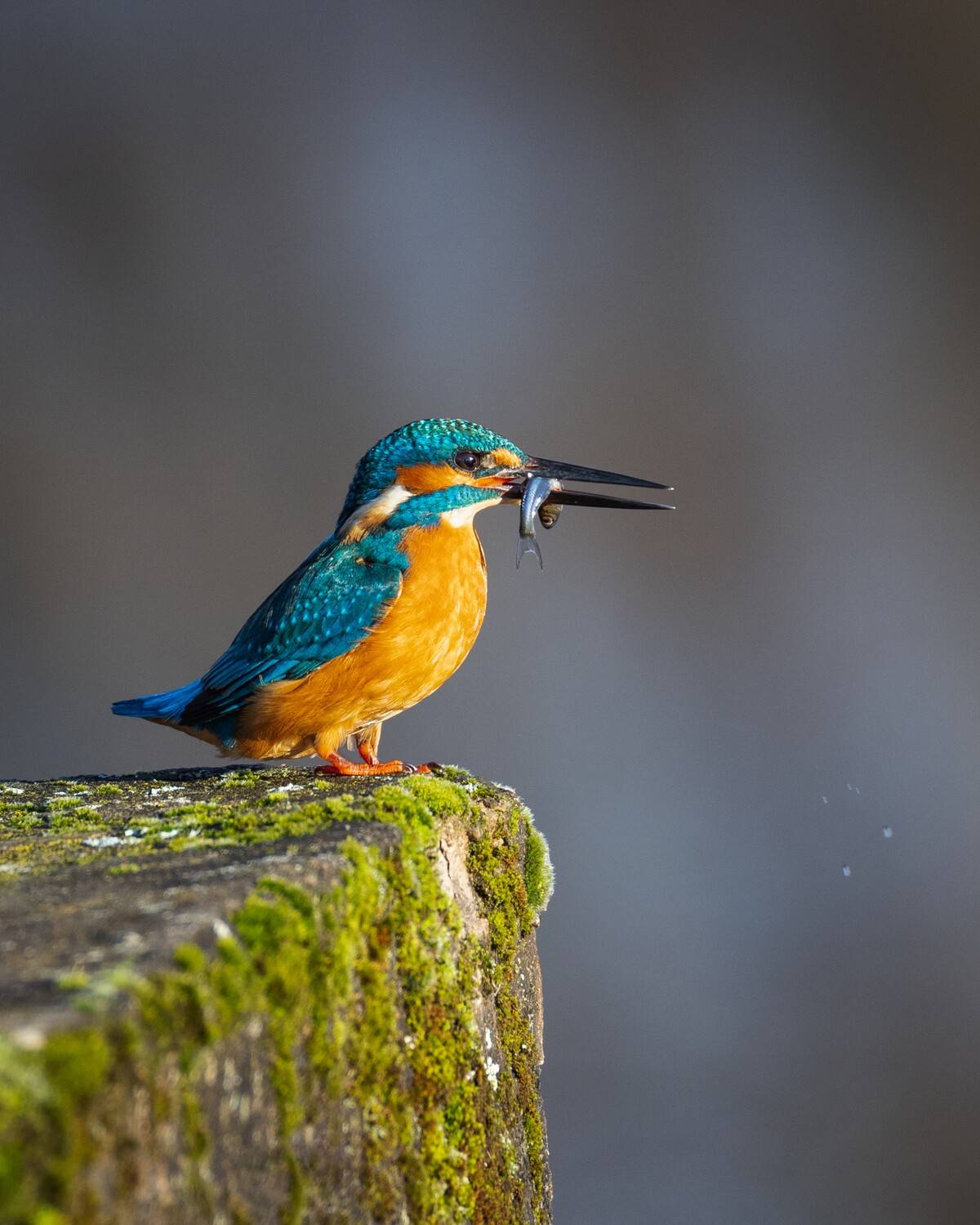 зимородок, Eduard Zhuravlev