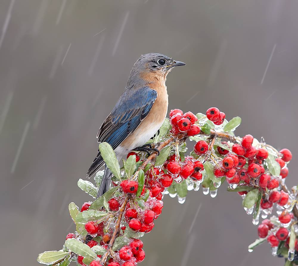 восточная сиалия, eastern bluebird, bluebird, зима, winter birds, cold, snow, Etkind Elizabeth