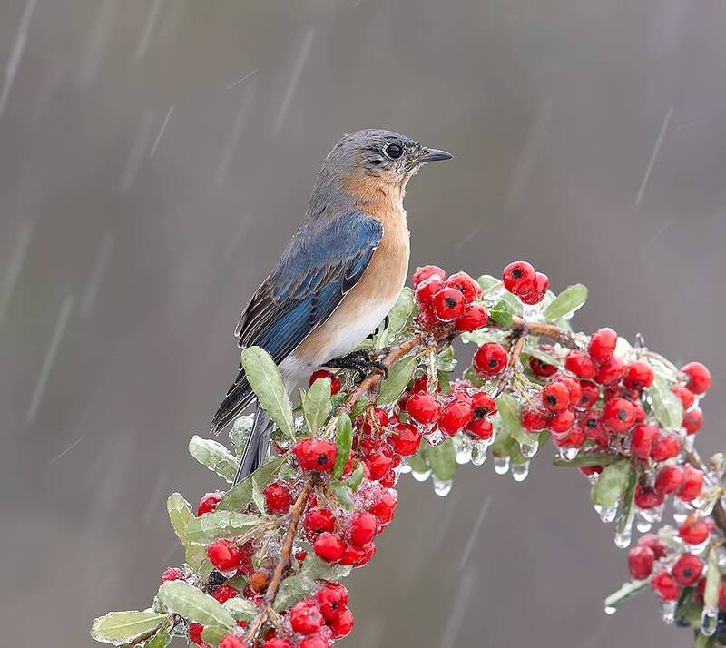 восточная сиалия, eastern bluebird, bluebird, зима, winter bird, птицы, snow, winter, cold, rain, дождь Female. Eastern Bluebird - Восточная сиалия фото превью