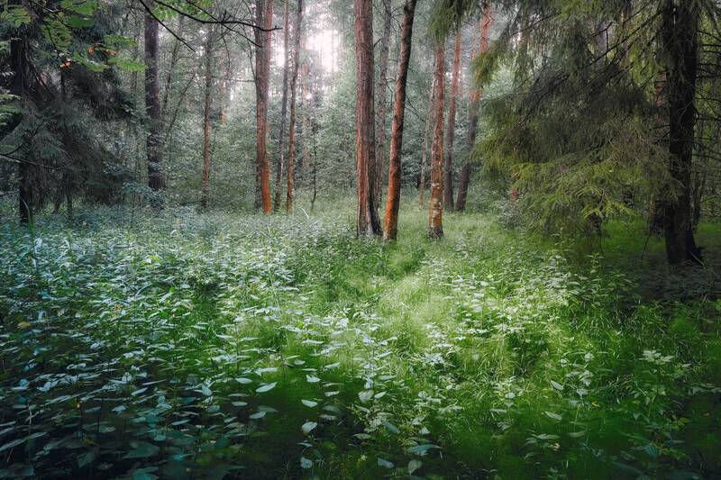 лес, деревья, листва, свет В летнем лесу фото превью