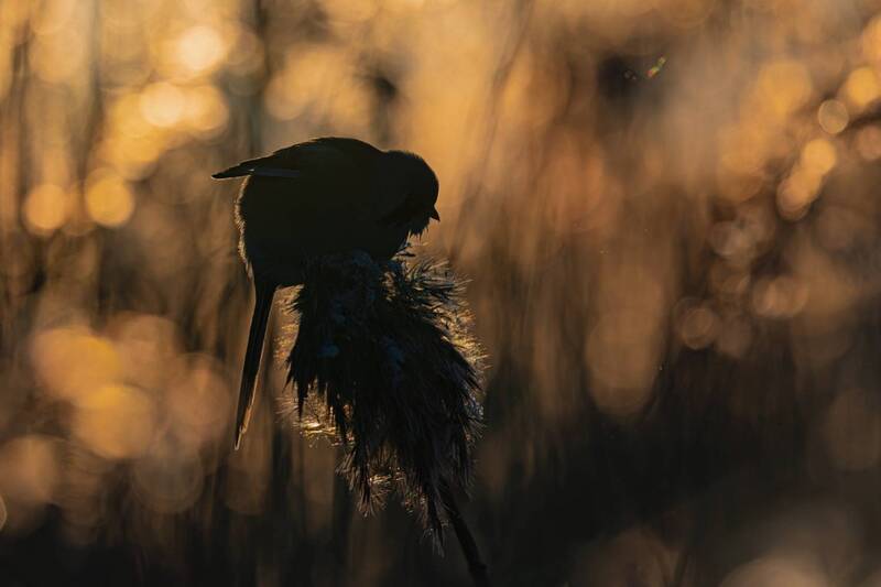 усатая синица, синица, птицы, закат, силуэт Вечерний усач фото превью