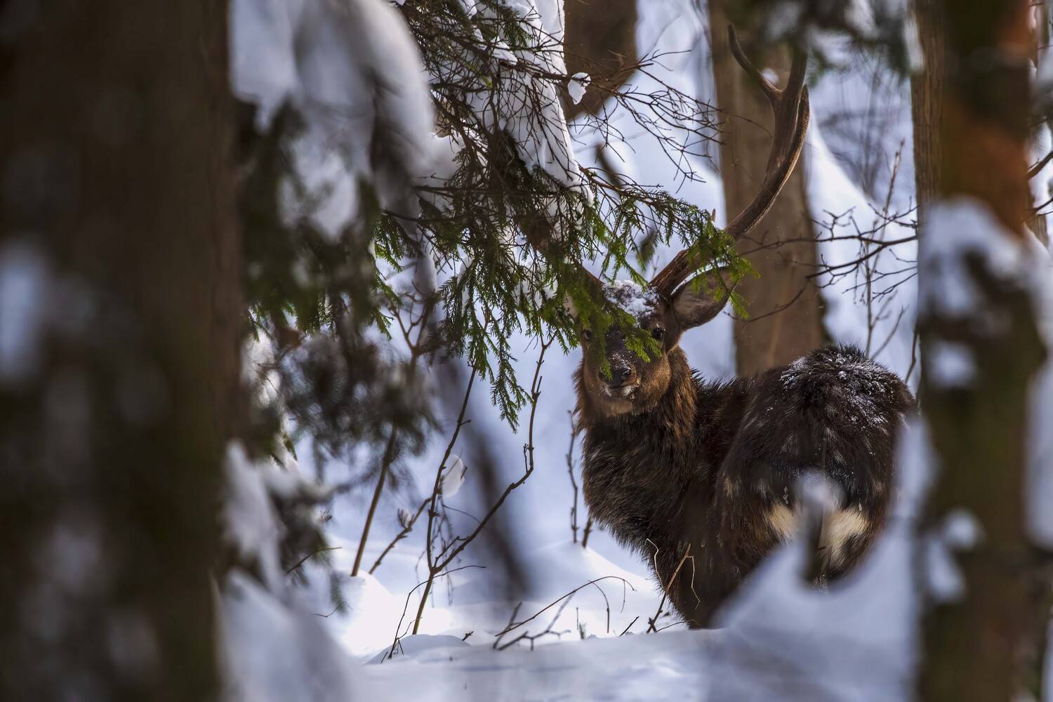 , Павел Ныриков