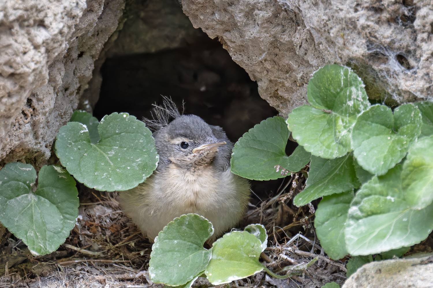 птенец, птицы, трясогузка, природа, малыш, Abdalova Tatiana