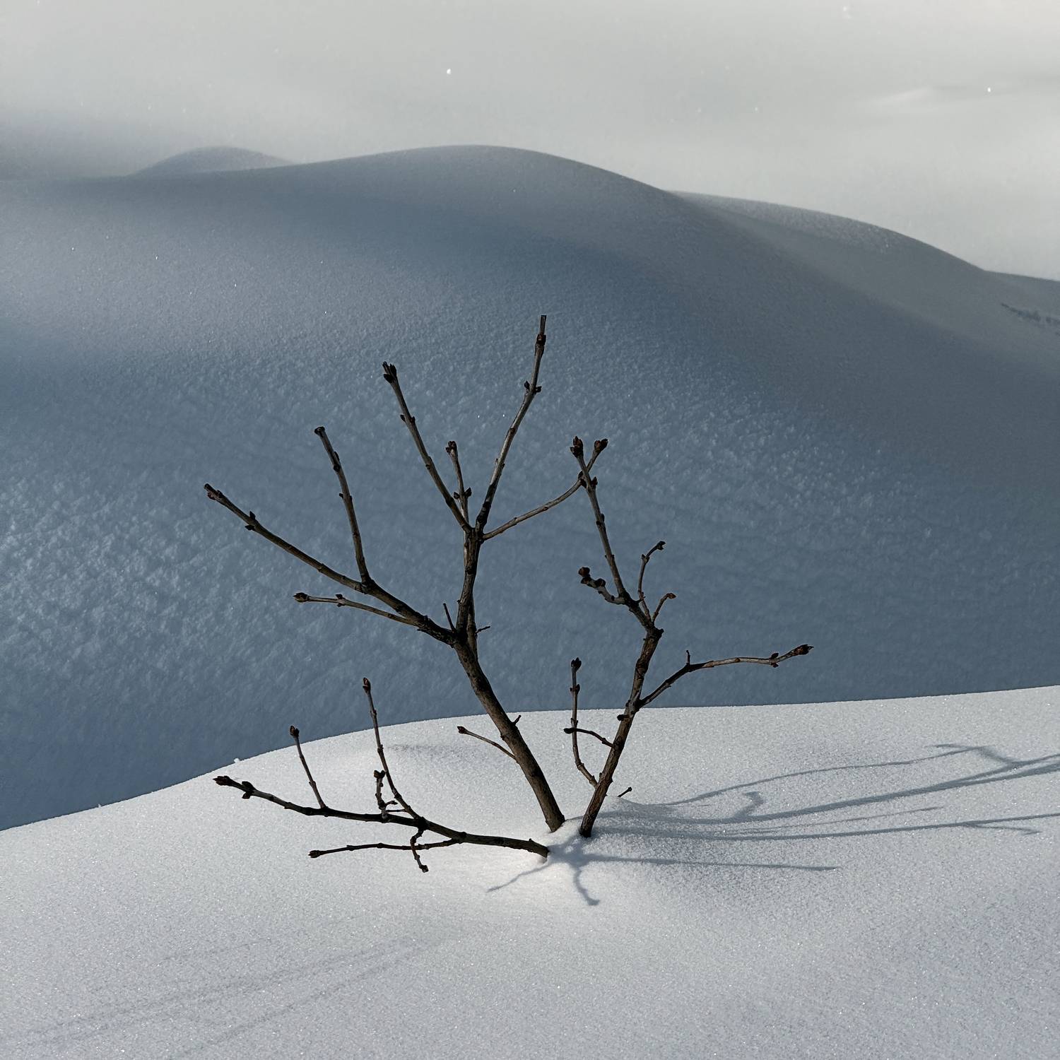 снегопад, сугробы, жизнь, природа, пейзаж, мобильная фотография, Мартыненко Дмитрий
