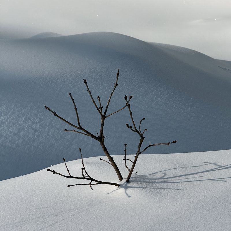 снегопад, сугробы, жизнь, природа, пейзаж, мобильная фотография *** фото превью