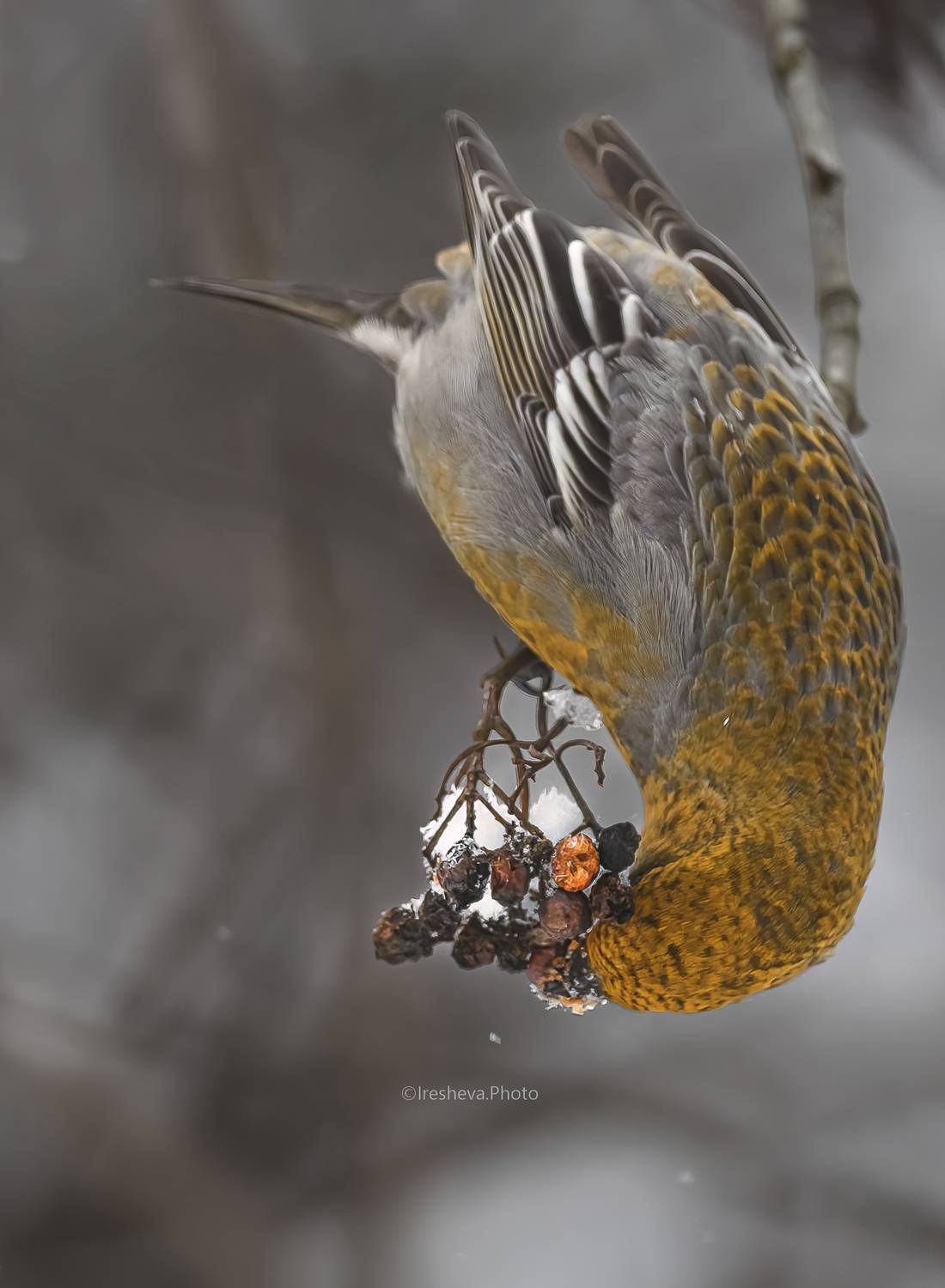 Щур , птица, Ирешева Мария