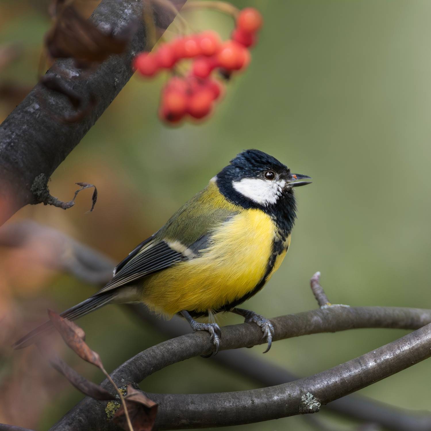 wildlife, birdwatching, nature, bird photography, птица, фотоохота, природа, большая синица, Полина Шальнева