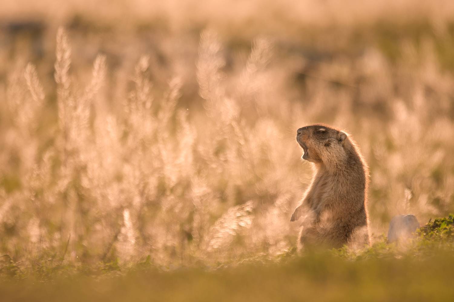 , Ксения Соварцева