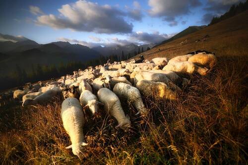 Tatra Mountains  - sheep in the morning