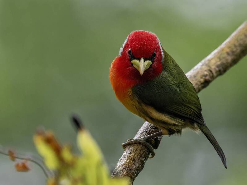 Red-headed Barbet фото превью