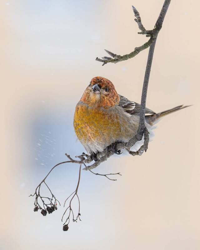 Щур фото превью