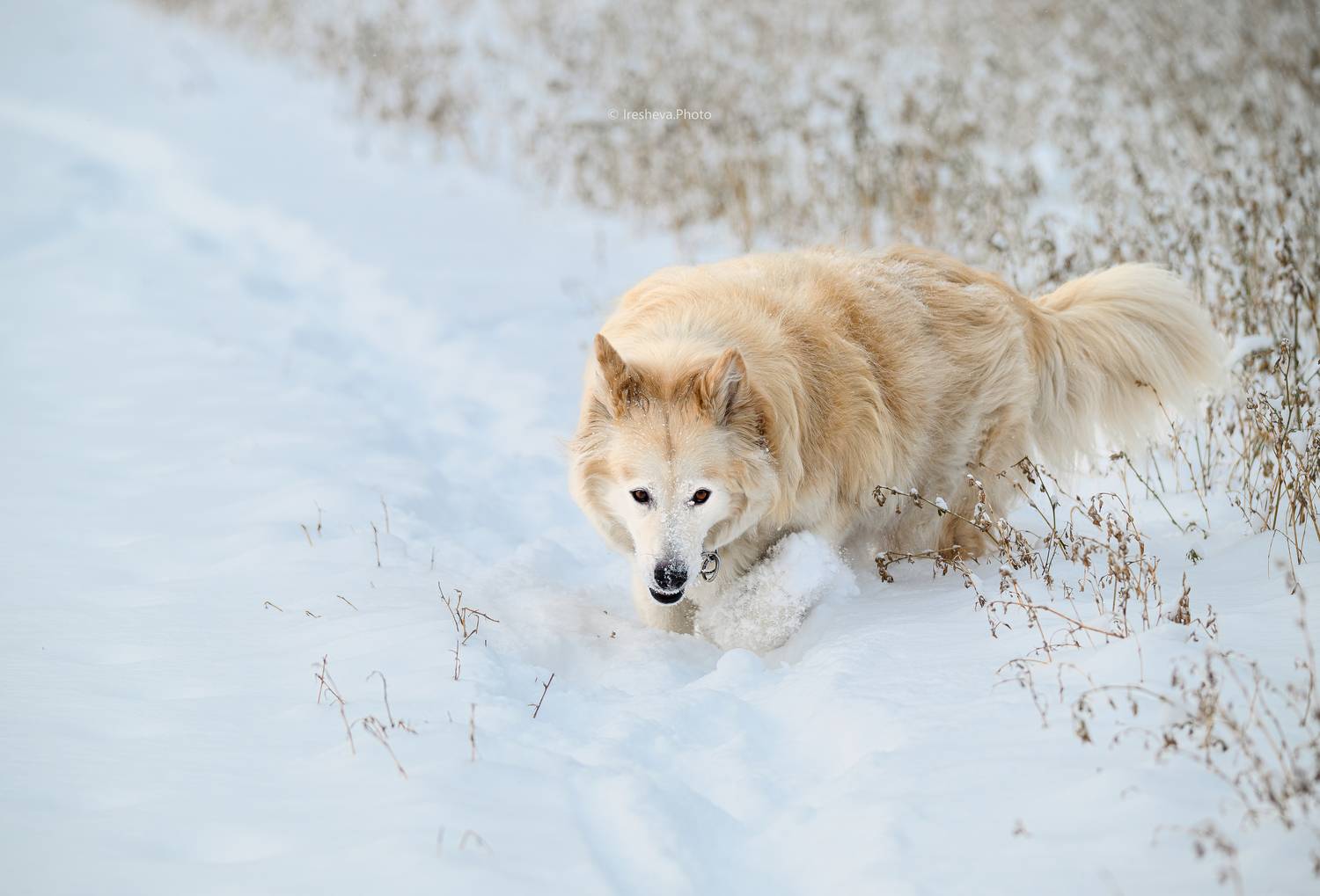 собака, Ирешева Мария