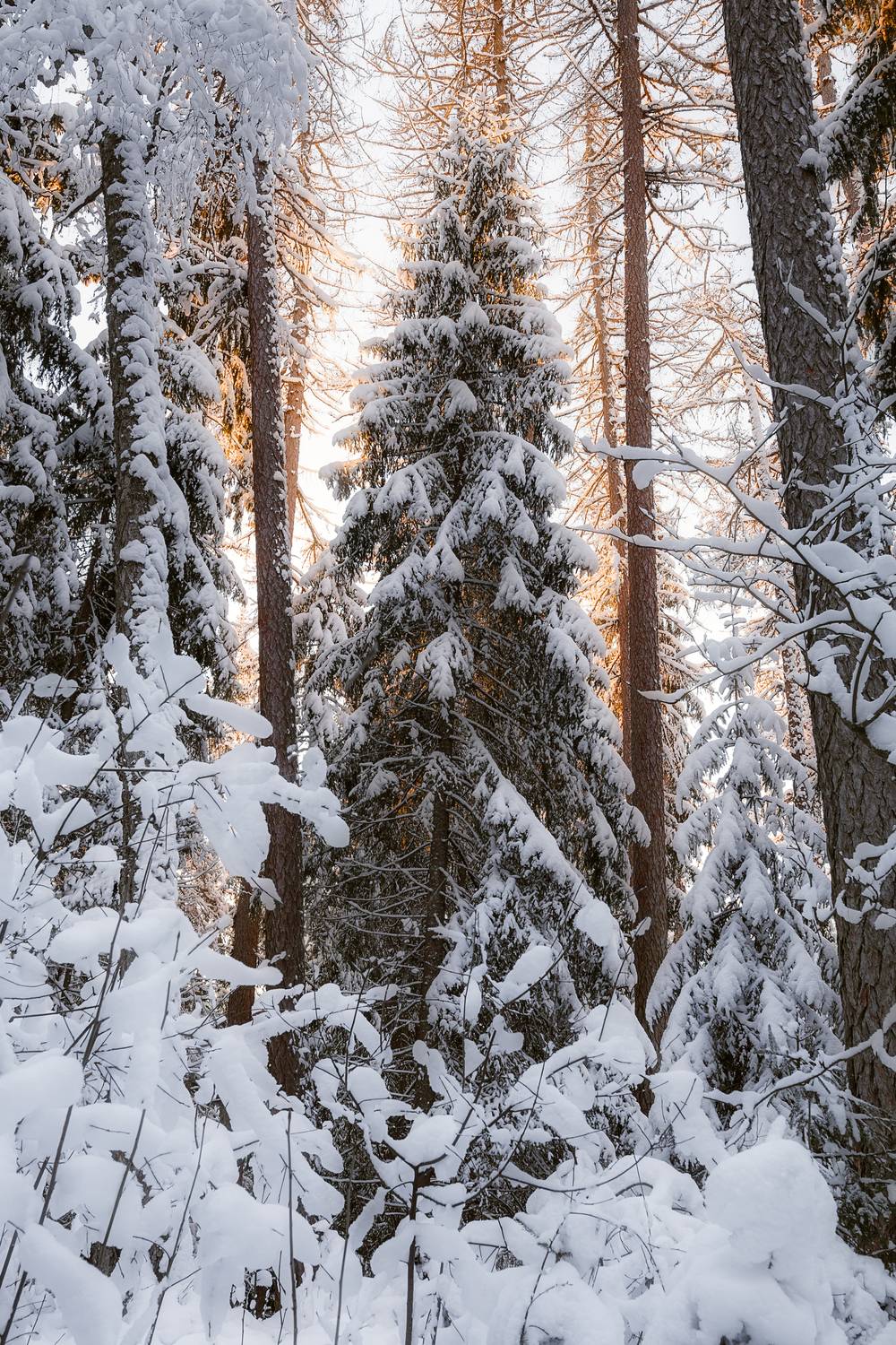 зима,лес, деревья, снег, река, ленинградская область,, Влад Рябинин