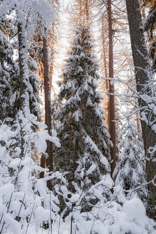 зима,лес, деревья, снег, река, ленинградская область, Укутанный снегом лес фото превью