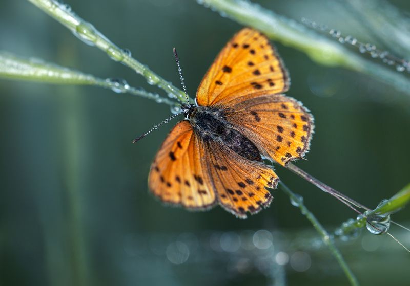 Огонек фото превью