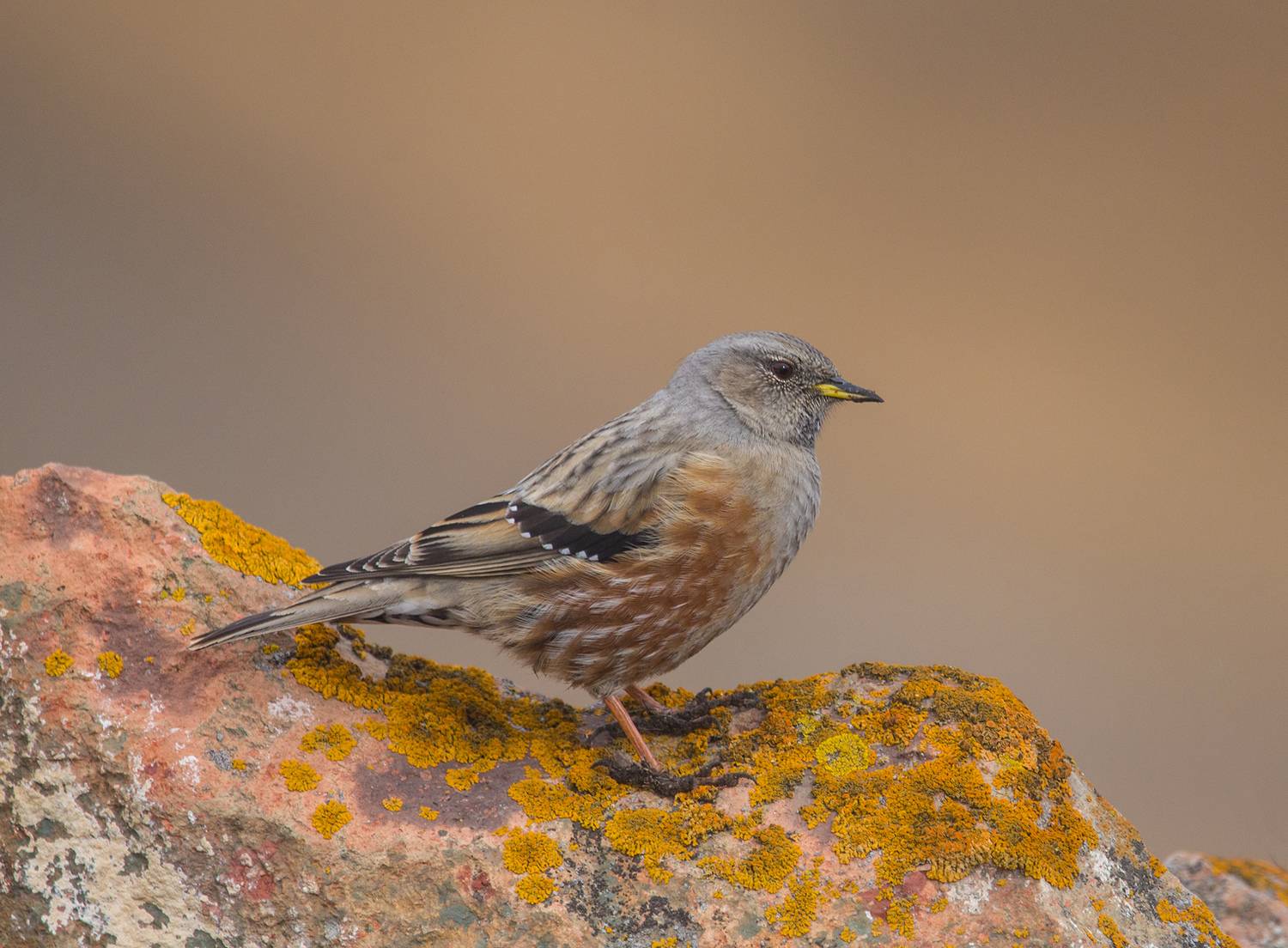 альпийская завирушка, кабардино-балкария, Хасан Журтов