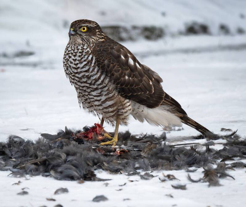 Ястреб-перепелятник фото превью